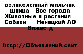 великолепный мальчик шпица - Все города Животные и растения » Собаки   . Ненецкий АО,Вижас д.